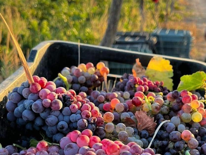D'Vino Valle De Guadalupe Hotel Енсенада Екстериор снимка